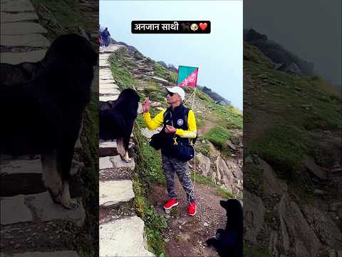 अनजान साथी 🐕🦺🐶❤️ #shorts #ytshorts #desi street dogs #animallover #bezubaanjaan