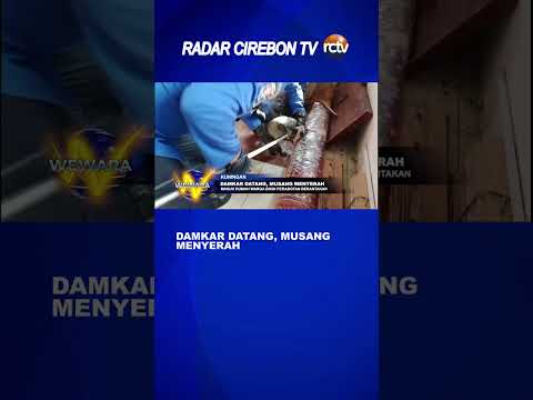 Damkar Datang, Musang Menyerah
