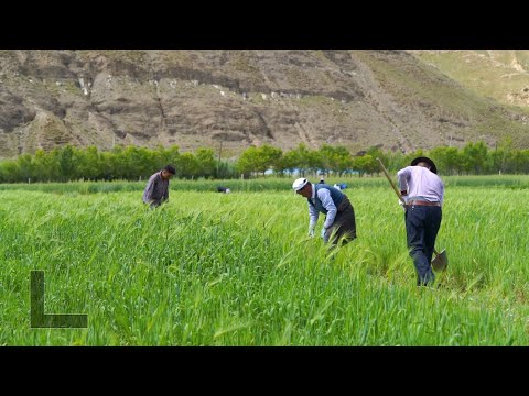 Shandong's help boosts Xizang's highland barley industry