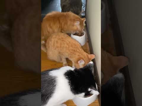 猫4匹の咀嚼音？！ #cat #保護ねこの家 #猫のいる暮らし