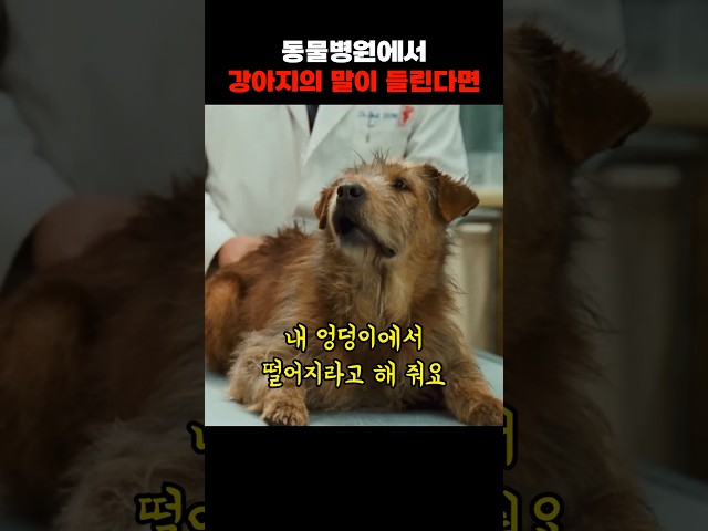 동물병원에서 강아지의 말이 들린다면