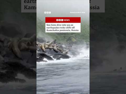 Sea lions dive into sea as earthquake hits Russia. #Russia #Earthquake #BBCNews