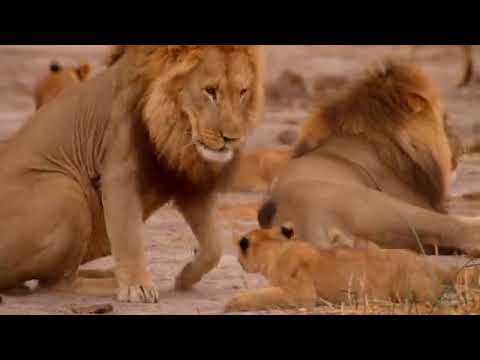 Birth of a Pride'