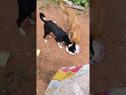 bezubaan ki jaan  😢😔 #dog #jaan #petshub #dogshorts #shorts #ytshorts