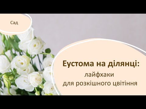 Еустома на ділянці: лайфхаки для розкішного цвітіння