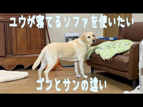 ユウが寝てるソファを使いたい時のゴンとサンの違いにちょっと笑ってしまった