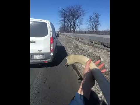 Swan Safely Returned to Water After Landing in Traffic in Freeport