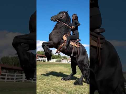 フリージアンホースが世界一イケメンな馬と呼ばれる理由