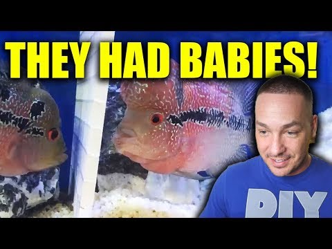 MY FISH HAD BABIES!!!