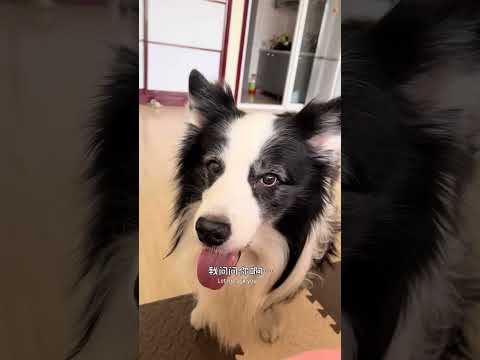 千年王八万年龟,九年的边牧心眼黑 #边牧 #狗都成精了 #铲屎官的乐趣