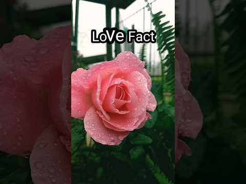 People like love fact with empress their love😍😍😍 #shorts #youtubeshorts #viral #facts #love