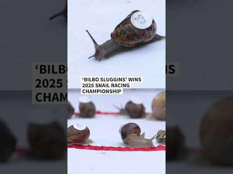 UK village hosts 2025 Snail Racing Championships | AFP #shorts