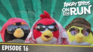 Angry Birds na tku - Mdn pehldka