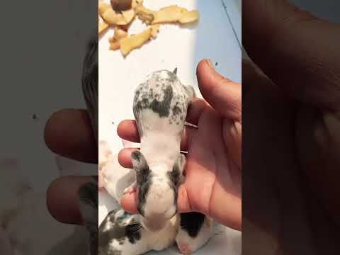 #cute baby #viral #mannurabbit