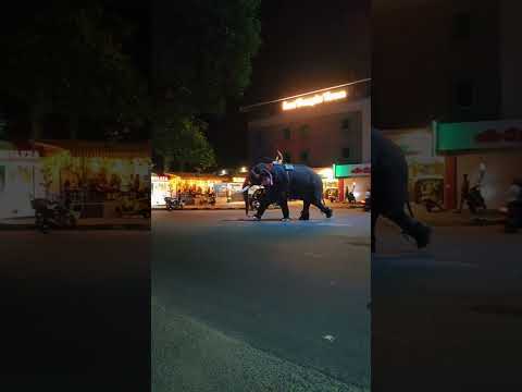 തലയാട്ടിയുള്ള ആനയുടെ വരവ് കണ്ടോ 😱😱 #shortsfeed #shorts #viral