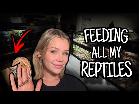 Let's Feed ALL My REPTILES... (Chaotic)