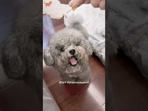 #foryou #cat #funny #shortvideo #yutube