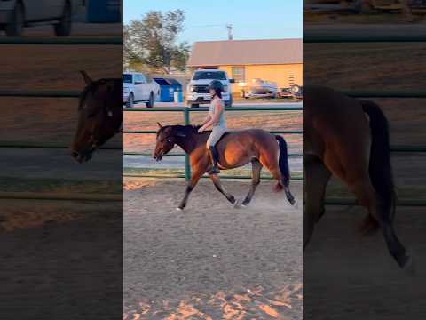 wait because why is she SO PRETTY #horse #equestrianriding #horseriding #riding