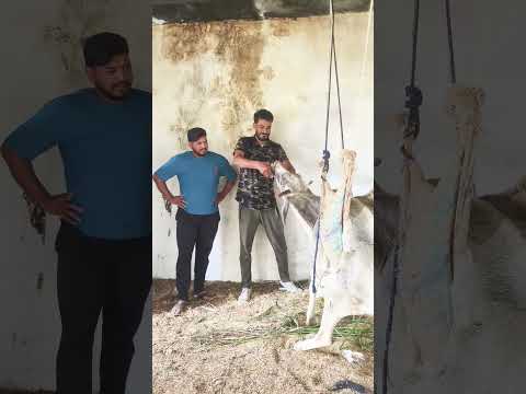 गौ माता का वर्णन बताया प्रेमानंद जीमहाराज ने जय गौ माता की🙏🚩🫶