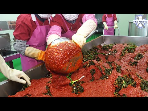 우리것이 좋은 것이여! 노지에서 재배한 순천 고들빼기김치 생산현장 / Korean unique Kimch Mass Production Food Factory