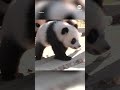 Twin panda cubs have their first outdoor adventure  - 01:27 min - News - Video