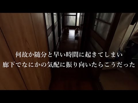 犬の動画サムネイル - 寝込みを襲い散歩を強要してくるタイプのシバイヌノファミリー