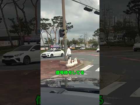 白すぎる行進、信号も完璧に守る#癒し動画 #信号待ち #白い動物 #警察 #横断歩道  #交通ルール #可愛い瞬間 #完璧なシンクロ #海外の反応  #奇跡の映像 #癒されたい #感動する動画