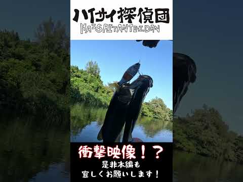 1つのルアーに40upのバスが…【ブラックバス釣って伝説残すまで帰れません⁈ 後編】