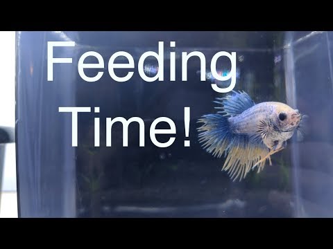 Feeding Homemade Gel Food In this video I show my CTPK spawn munching on some homemade gel food. 

Gel Food Tutorial Video_
ht