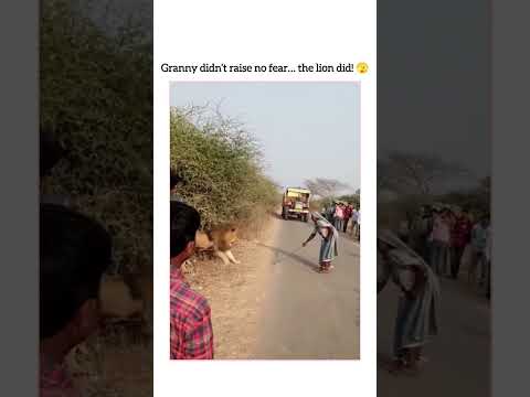 POV: Even the lion knows not to mess with Indian grandmas 💪