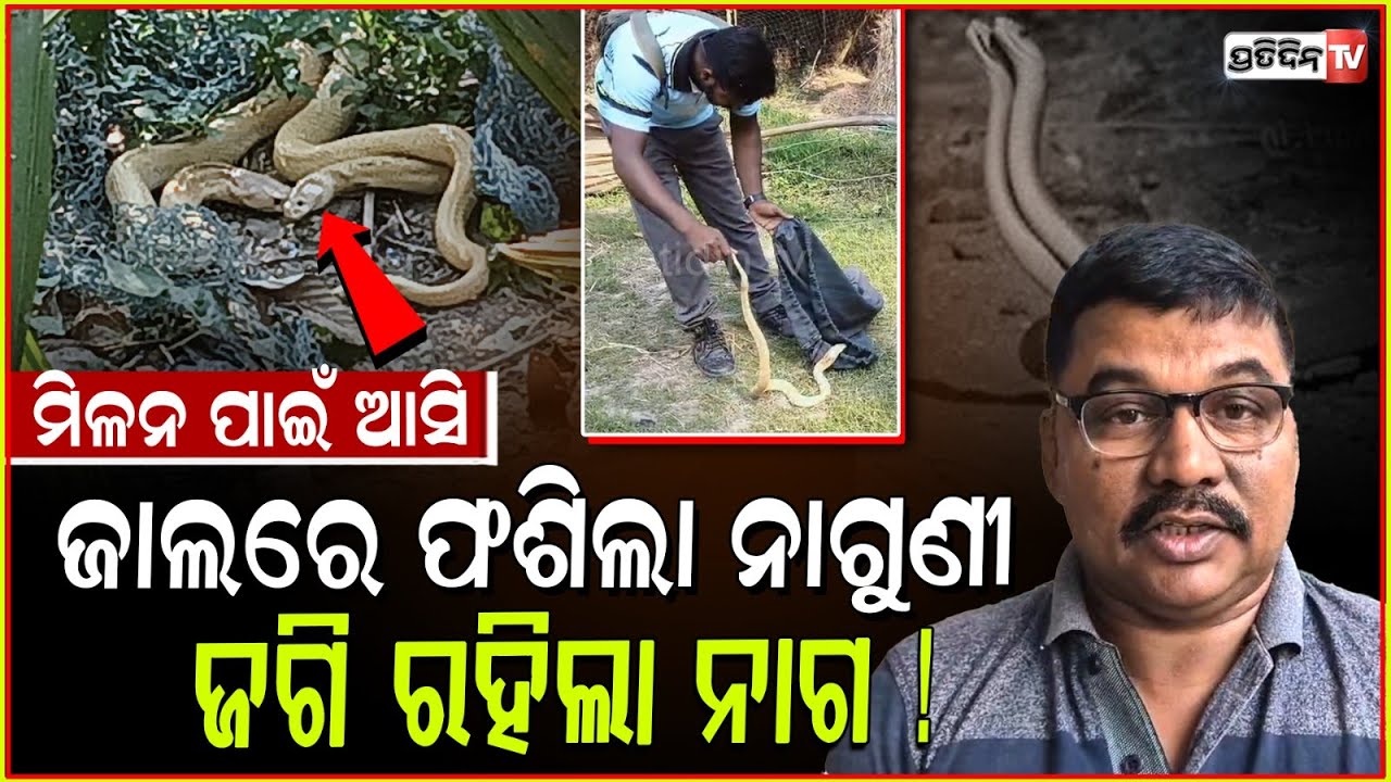 ମିଳନ ପାଇଁ ଆସି ଜାଲରେ ଫଶିଲା ନାଗୁଣୀ ୨ ଦିନ ଜଗି ରହିଲା ନାଗ ! Snakes rescued from Brahmagiri, Puri.