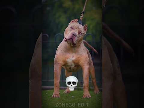 How dangerous this dog is! 🤯