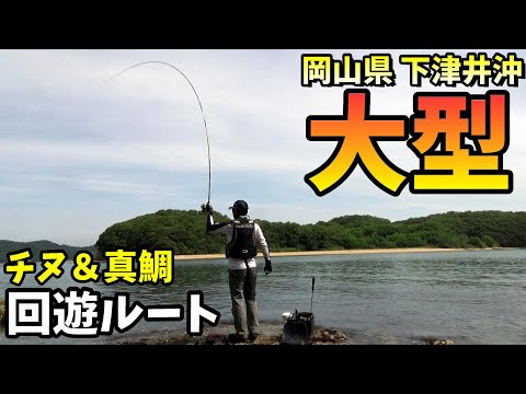 大型真鯛の回遊ルートでチヌ＆マダイのフカセ釣り in 岡山県下津井沖