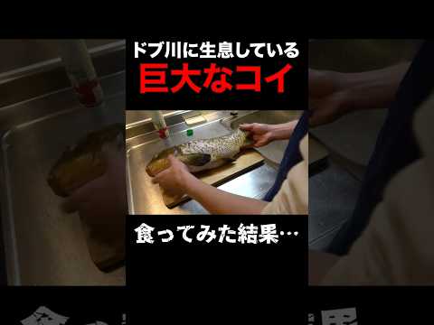 住宅街のドブで釣れたコイを干物にして食ってみた。