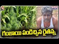Farmer Cultivated Ganja In Shankarpalli | Ranga Reddy District | V6 Teenmaar