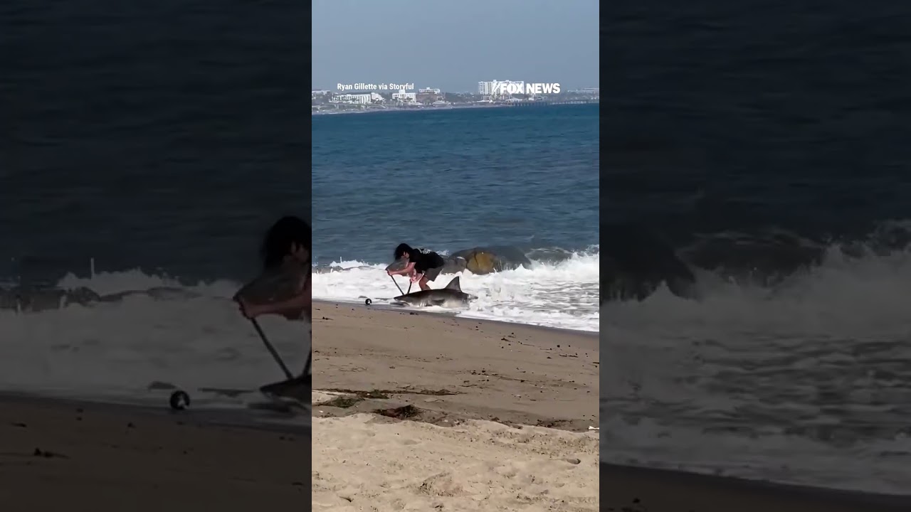 Los Angeles fisherman releases SHARK back into ocean #foxnews #news #us #fox