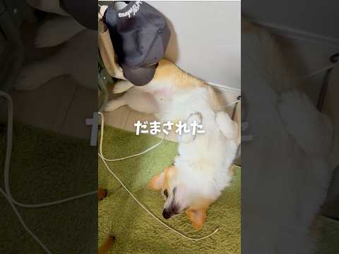かわいいフリしたコーギーに騙された#corgi #dog