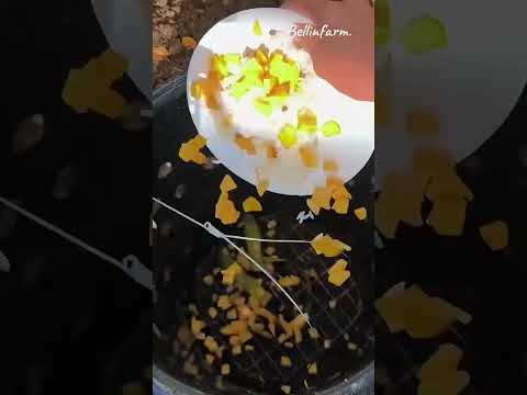 Diy ถังหมักปุ๋ยจากเศษอาหารในบ้าน #Diy #ZeroWaste #Garden #Bellinfarm