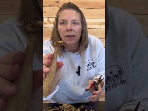 Finding an ‘eye’ on a dahlia tuber : Zone 5 : dahlia digging, dividing & storage : flower farm