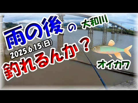 【6月・オイカワ釣り・大和川】ヤバい！梅雨の大雨後の茶色の川でオイカワ釣れるんか？マルキュー九ちゃん・かなり厳しい条件でも何とか釣れた！？鉄橋横で良型も！？