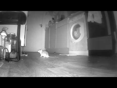 Rat invasion in London homes