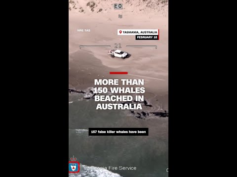More than 150 whales beached in Australia