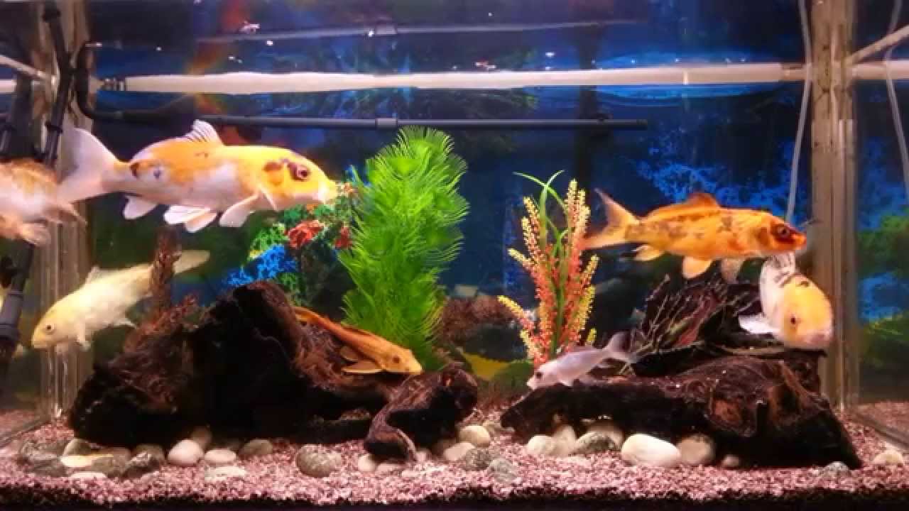 my-koi-fish-aquarium-with-relaxing-music-youtube