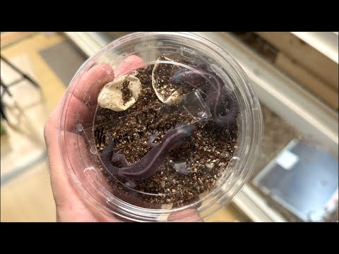 う、産まれてる〜&【8/31近畿レプ販売ニシアフ紹介】