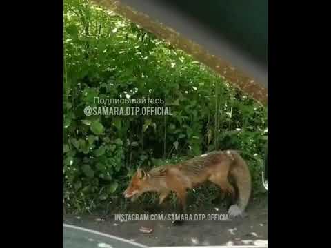 В Самарской области на трассе сняли голодную лисицу