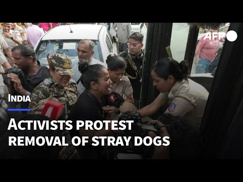 Indian activists protest order to remove Delhi's stray dogs | AFP