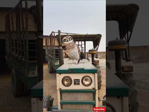 🦇FUNNY Owl Dances Better Than Your Cat#owl#dance#catdance#cat #funny#memes#love #comedy#viral#shorts