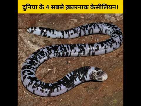 दुनिया के 4 सबसे ख़तरनाक केसीलियन! 🤔🥺 #shorts #animalfacts