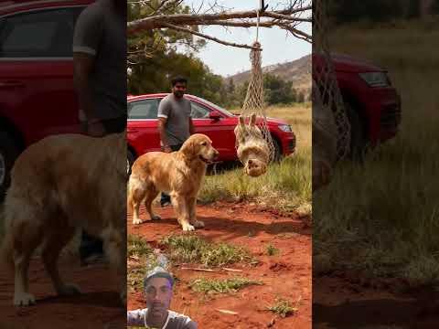 #rescueefforts #goldenretriever #goldenretreiver #goldenretreivers #automobile #retreiver #animals