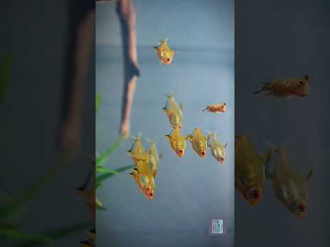 Planted aquarium of Lemon Tetra #plantedaquarium Planted aquarium of Lemon Tetra #plantedaquarium